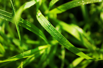 Fresh green grass with dew drops. Water drops on the grass after rain. Close up