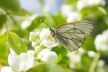 White butterfly Aporia crataegi on the flower