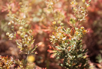 Beautiful summer background with wild pink flowers in a meadow. Close-up