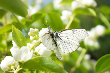 Mating of two white butterflies Aporia crataegi