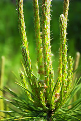 Young green pine sprouts in the forest. Close-up