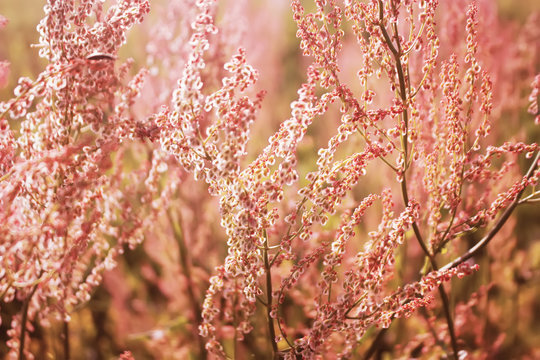 Rumex acetosa (Common sorrel, garden sorrel, spinach dock or narrow-leaved dock) in bloom. Floral background