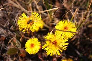 Yellow flowers of Tussilago farfara (coltsfoot). Close-up