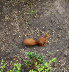 Eichhörnchen