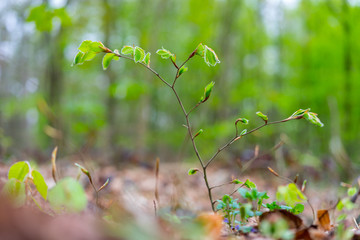 Erwachen der Bäume im Frühling