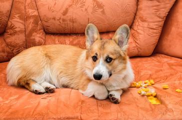 ill-mannered prankster red dog puppy Corgi with bad behavior lying on the couch and made a hole and...
