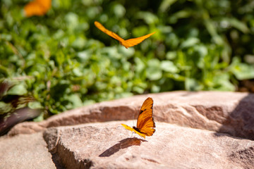 butterfly on autumn leaf