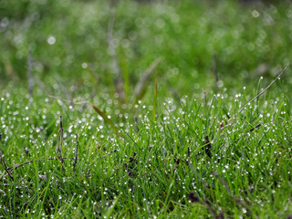 Drops of dew on blades of grass