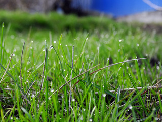Drops of dew on blades of grass