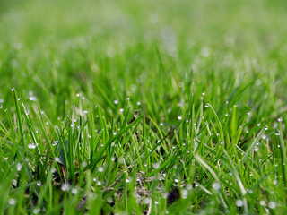 Drops of dew on blades of grass