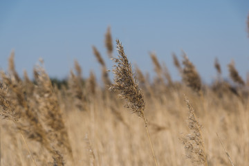 Fototapeta premium beautiful spike in the wind in the field