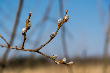 beautiful branches with buds of a tree in spring