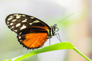 Fototapeta na wymiar Butterfly orange black macro