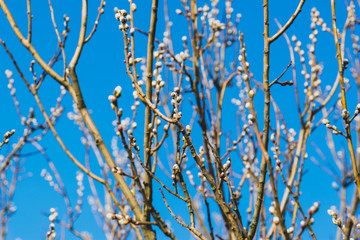 beautiful branches with buds of a tree in spring