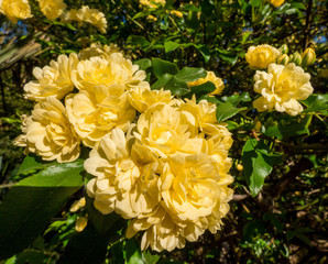 Bush small yellow roses flwering