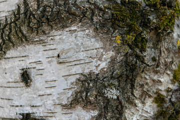 bark of a birch tree