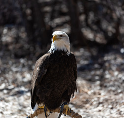 American bald eagle perched