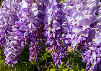 Obraz premium Wisteria Flowering Vine