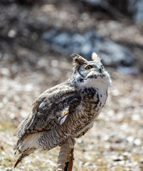 Great Horned Owl perched