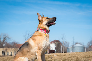 German Shepherd dog out playing against a bright blue sky