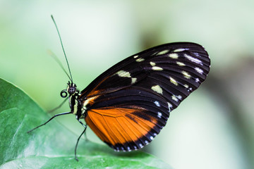 Fototapeta na wymiar Black orange butterfly with green background