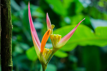 heliconia