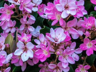 Fototapeta na wymiar Blooming bush with beautiful pink flowers in the park