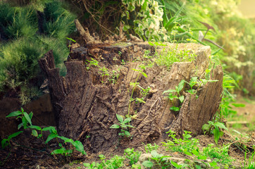Old rotten stump in green sprouts close up shot