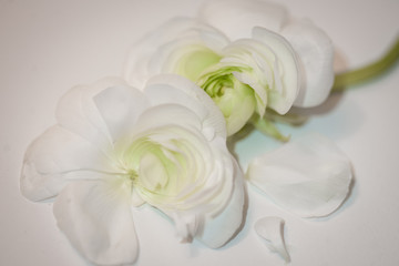 Obraz na płótnie Canvas Close-up white ranunculus flower