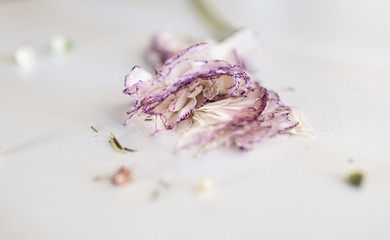 Wilted  white and purple ranunculus flower 