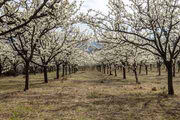 Obraz premium An Orchard of Plum Blossom in Serbia