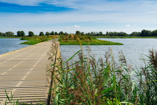 wooden bridge with grass in national park Biesbosch, The Netherlands