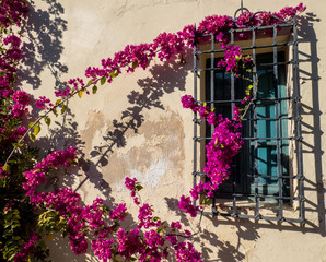 Bougainvillea  bush and old wall with window