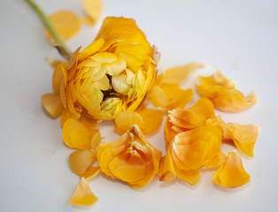 Orange close-up ranunculus petals 