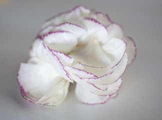 Close-up ranunculus petals 