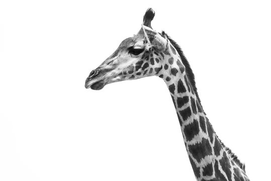 Giraffen Portrait