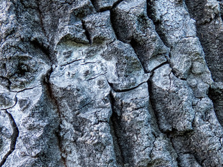 Tree bark texture close up