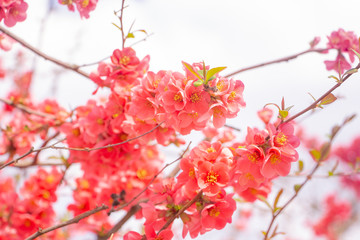 Pink blossom tree spring background