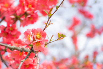 Obraz na płótnie Canvas Pink blossom tree spring background