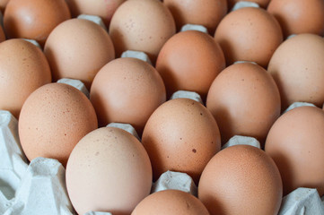 Close up of chicken eggs