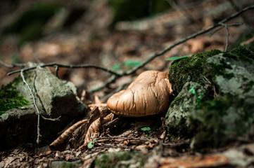 Close-up view of mushroom on the ground in the forest, purposely blurred