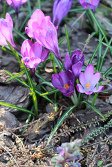 Horizontal view of purple snowdrops that grow in early spring