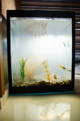 small square aquarium with fish