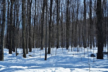 Le champ en hiver