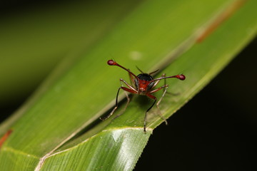 Stalk-eyed fly in its natural environment. A funny and weird insect occurring in Eastern Africa.