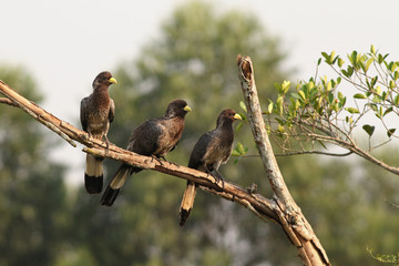 The eastern plantain-eater, also known as the eastern grey plantain-eater or go-away bird, is a large member of the turaco family. An exotic bird occurring in Eastern Africa.