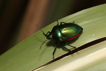 Metallic shield bug, a colorful insectin the middle of the tropical rain forest in Uganda, Africa.
