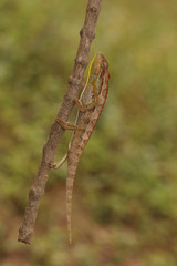 Male of the von Höhnel's chameleon, also known as the helmeted or the high-casqued chameleon. The species is endemic to eastern Africa.