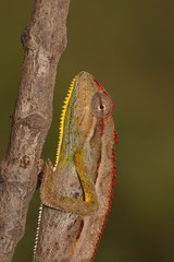 Male of the von Höhnel's chameleon, also known as the helmeted or the high-casqued chameleon. The species is endemic to eastern Africa.