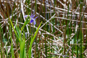 The striking beauty of a sturdy stalk of Blue Flag Iris stands out in this marsh grasslands